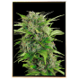 AK-47 Autoflowering – selbstblühende Bulk-Cannabissamen
