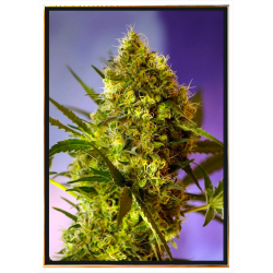 Big Evil XXL automatique graines de cannabis – livraison mondiale