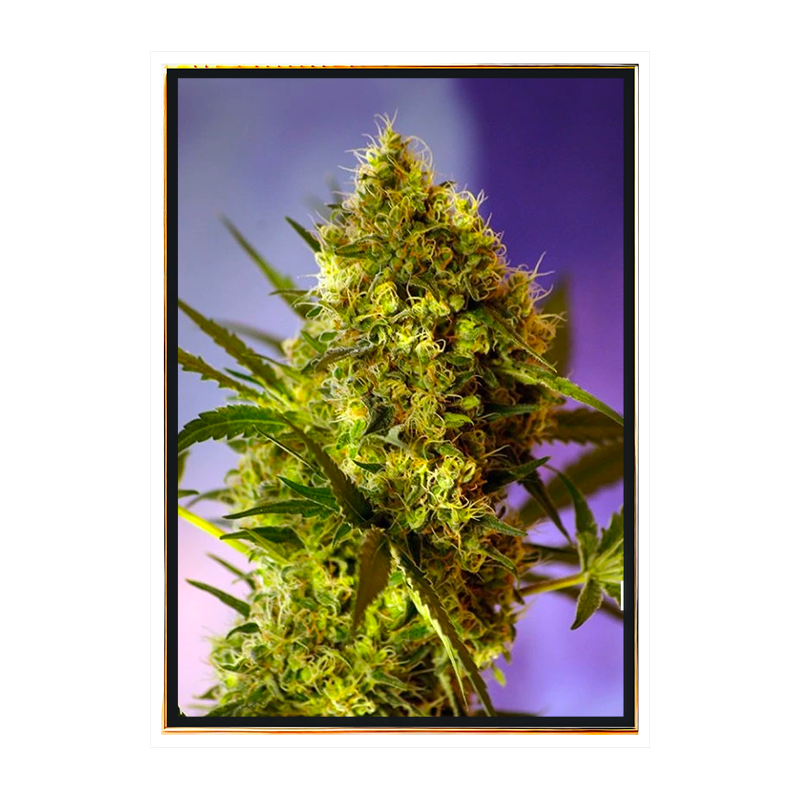 Big Evil XXL autofiorente – semi di marijuana all’ingrosso