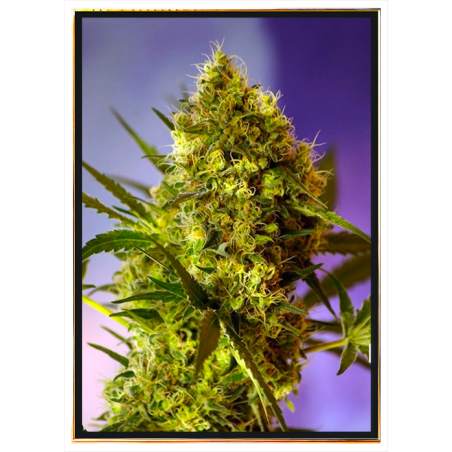 Big Evil XXL autofiorente semi di cannabis – spedizione globale