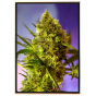 Big Evil XXL autoflowering - bulk semena marihuany Big Evil XXL autoflowering - bulk semena marihuany
