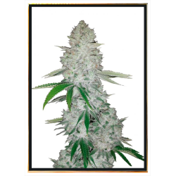 Gorilla Glue automatique graines de cannabis – livraison mondiale