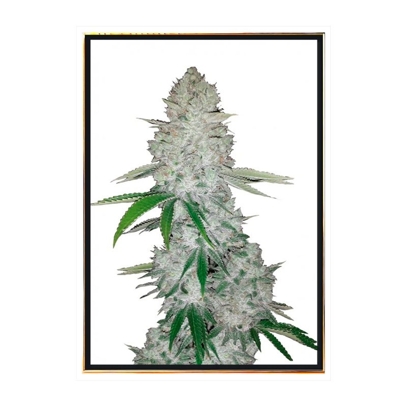 Gorilla Glue аутоматик – самоцветајућа bulk семена конопље Gorilla Glue аутоматик – самоцветајућа bulk семена конопље