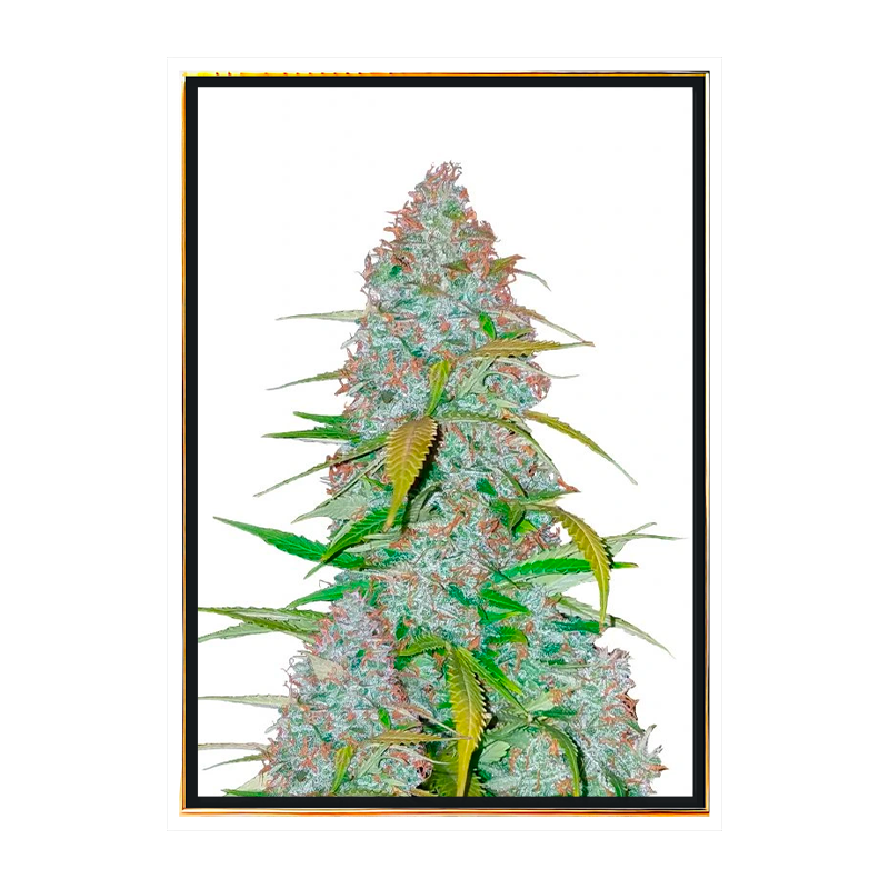 California Snow autoflowering – nasiona konopi w hurcie California Snow autoflowering – nasiona konopi w hurcie
