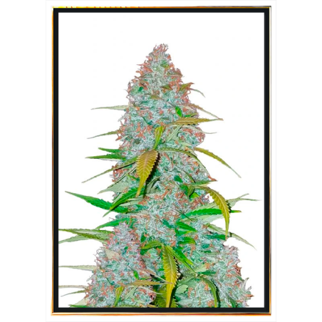 California Snow autoflowering semena konopí – doručení globálně