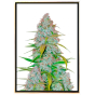 California Snow autofiorente – semi di cannabis all’ingrosso California Snow autofiorente – semi di cannabis all’ingrosso
