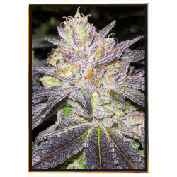 Wedding Cake automatique – graines de cannabis, livraison mondiale