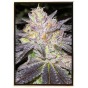 Wedding Cake autofloreciente – semillas de cannabis a granel Wedding Cake autofloreciente – semillas de cannabis a granel