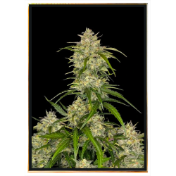 Jealousy Automatic cannabis bulk seeds – worldwide shipping