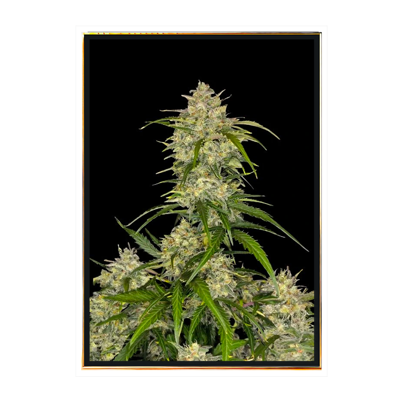 Jealousy autoflowering - bulk semena marihuany samonakvétací