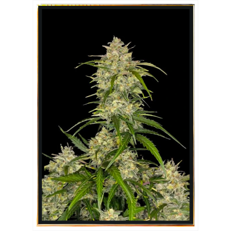 Semi di cannabis Jealousy Autofiorente – spedizione mondiale