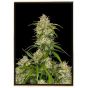 Jealousy autoflowering – bulk marijuana seeds (autoflowering)