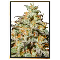 Semi di cannabis Biscotti Automatic – spedizione internazionale