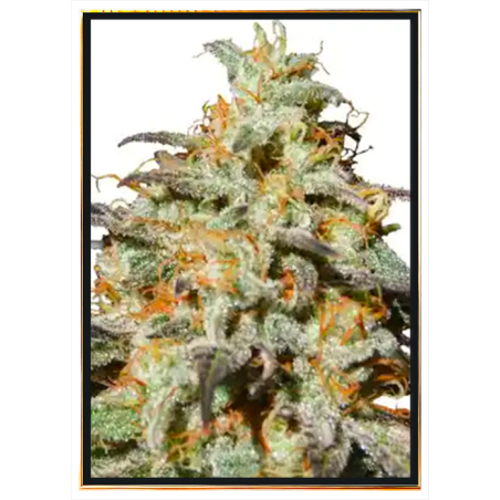 Biscotti Autoflowering semena konopí – doručení po celém světě