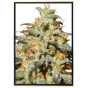 Biscotti autofloreciente – semillas de marihuana a granel Biscotti autofloreciente – semillas de marihuana a granel