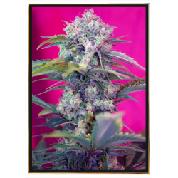 Graines Cream Mandarine Autofloraison – livraison mondiale
