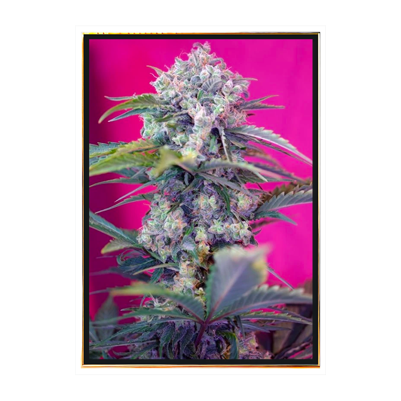 Cream Mandarine автоцветущие – семена конопли оптом