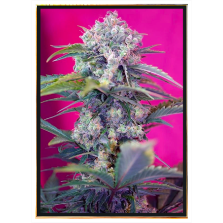 Cream Mandarine Автоцвет – семена конопли с доставкой