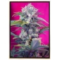 Cream Mandarine autofiorente – semi di cannabis sfusi Cream Mandarine autofiorente – semi di cannabis sfusi