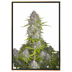 Orange Sherbet семена конопли – доставка по всему миру