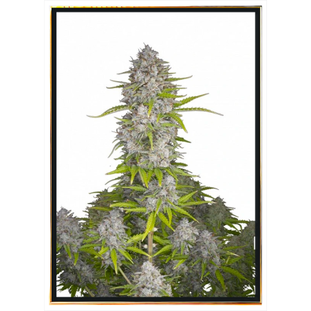 Orange Sherbet семена конопли – доставка по всему миру