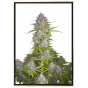 Orange Sherbet autofiorente – semi di marijuana sfusi Orange Sherbet autofiorente – semi di marijuana sfusi