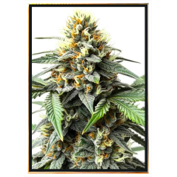 Semi di cannabis Dos-Si-Dos automatico – spedizione globale
