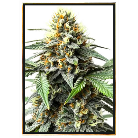 Semi di cannabis Dos-Si-Dos automatico – spedizione globale