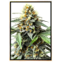 Dos-Si-Dos Autoflowering – Hanfsamen in Großpackung Dos-Si-Dos Autoflowering – Hanfsamen in Großpackung