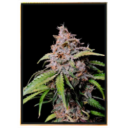 Gorilla x Zkittlez ауто семе конопље – достава глобално