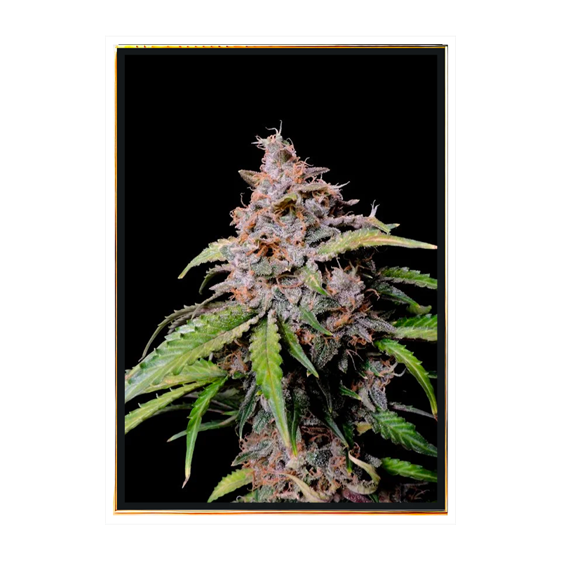 Gorilla x Zkittlez autoflowering – nasiona konopi luzem Gorilla x Zkittlez autoflowering – nasiona konopi luzem