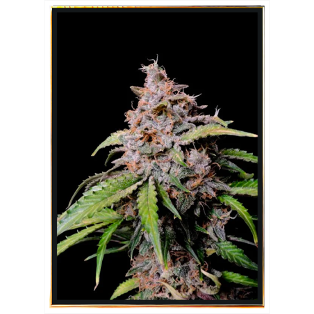 Gorilla x Zkittlez авто семена конопли – доставка по миру