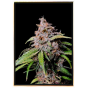 Gorilla x Zkittlez autofiorente – semi di cannabis sfusi Gorilla x Zkittlez autofiorente – semi di cannabis sfusi