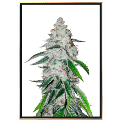 Westcoast OG семена конопли – доставка по всему миру