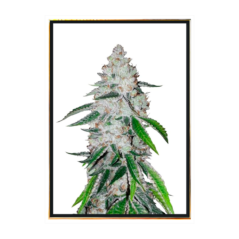 Westcoast OG autoflowering – nasiona marihuany luzem