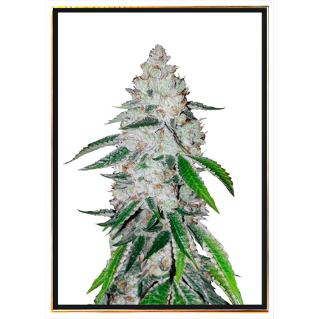 Semi di cannabis Westcoast OG – spedizione in tutto il mondo