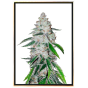 Westcoast OG autoflowering – bulk marijuana seeds
