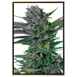 Graines de cannabis Somango – en gros et livraison mondiale