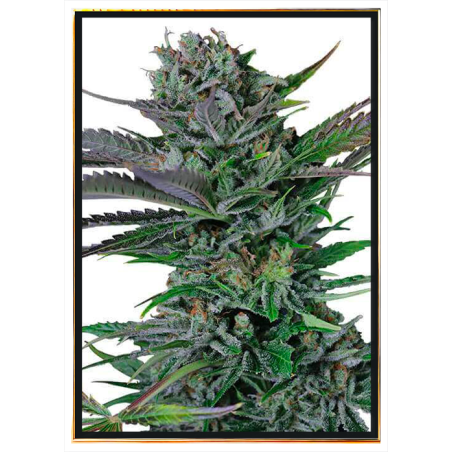 Somango cannabis seeds – wholesale & worldwide shipping