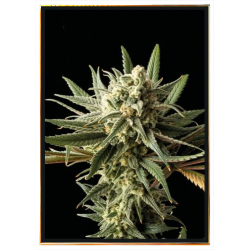 Graines de cannabis Blueberry – livraison mondiale B2B