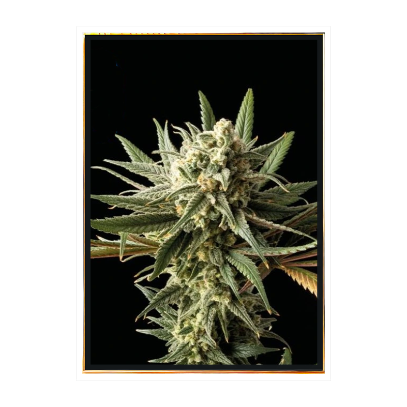 Blueberry semillas de cannabis – índica dominante con envío mundial