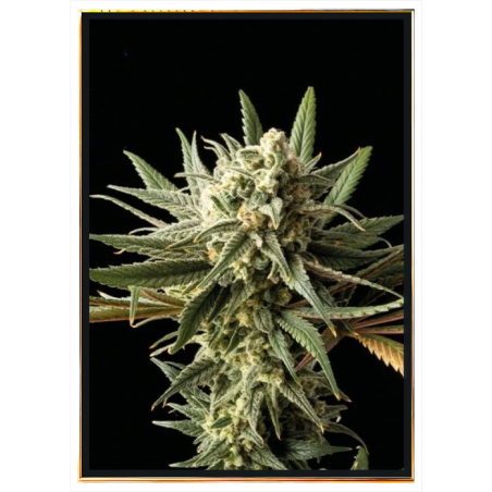 Graines de cannabis Blueberry – livraison mondiale B2B