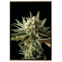 Blueberry graines de cannabis – indica dominante, livraison mondiale Blueberry graines de cannabis – indica dominante, livraison mondiale