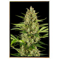 Jack Herer semillas de cannabis – envío global sin registro