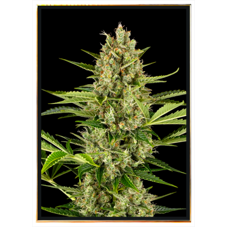 Jack Herer semi di cannabis – spedizione globale e anonima