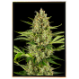 Jack Herer bulk cannabis seeds – wholesale with worldwide shipping