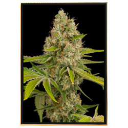 Graines de cannabis OG Kush – livraison dans le monde