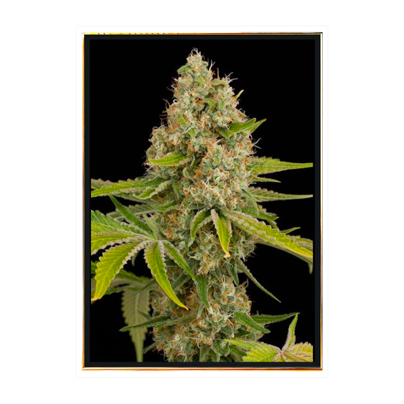 OG Kush graines de cannabis en gros – livraison mondiale