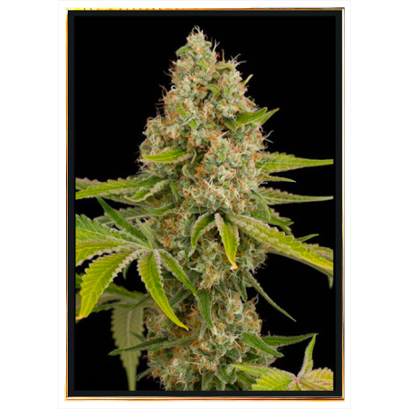 Graines de cannabis OG Kush – livraison dans le monde