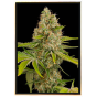OG Kush semillas de cannabis al por mayor – envío mundial OG Kush semillas de cannabis al por mayor – envío mundial